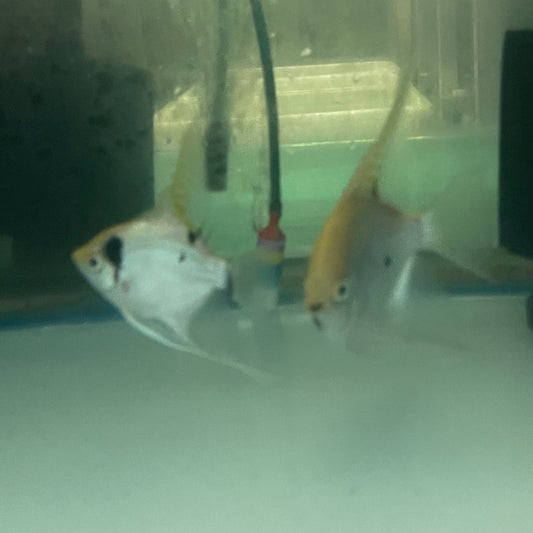 the-fish-farm Angel Fish Angelfish Breeding Pair - These Only - Two Fish - Pair 3 Buy a Breeding Pair of Angel Fish from The Fish Farm 