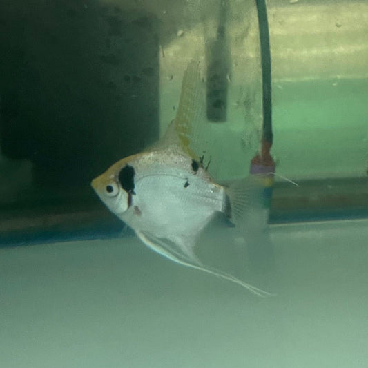 the-fish-farm Angel Fish Angelfish Breeding Pair - These Only - Two Fish - Pair 3 Buy a Breeding Pair of Angel Fish from The Fish Farm 