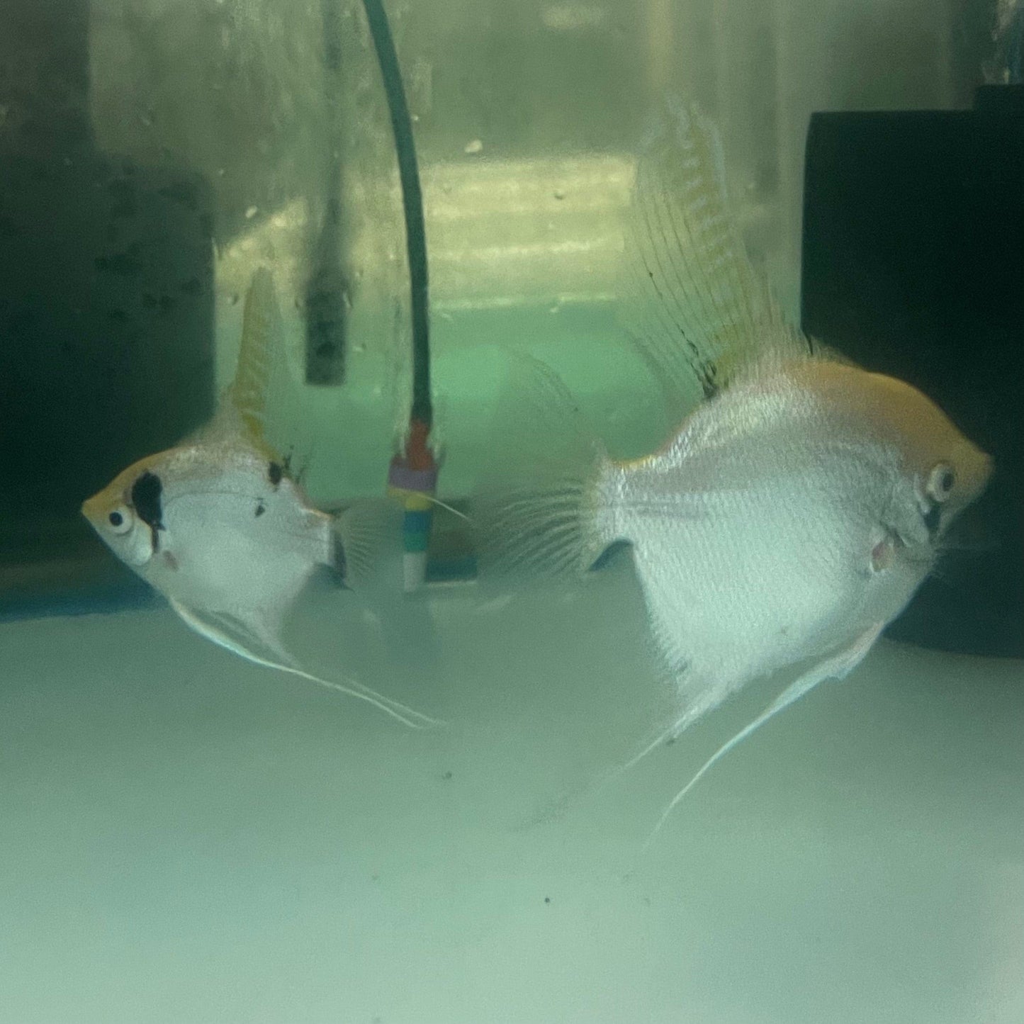 the-fish-farm Angel Fish Angelfish Breeding Pair - These Only - Two Fish - Pair 3 Buy a Breeding Pair of Angel Fish from The Fish Farm 