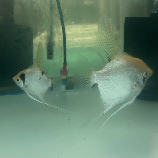 the-fish-farm Angel Fish Angelfish Breeding Pair - These Only - Two Fish - Pair 3 Buy a Breeding Pair of Angel Fish from The Fish Farm 