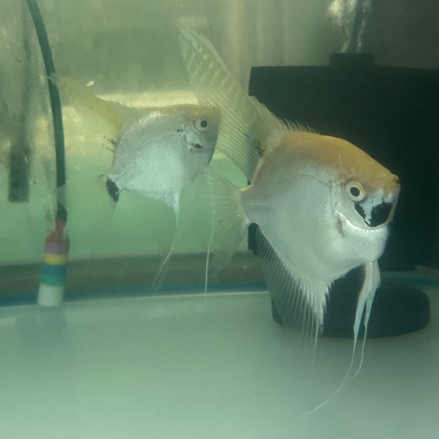 the-fish-farm Angel Fish Angelfish Breeding Pair - These Only - Two Fish - Pair 3 Buy a Breeding Pair of Angel Fish from The Fish Farm 