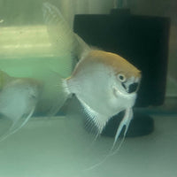 the-fish-farm Angel Fish Angelfish Breeding Pair - These Only - Two Fish - Pair 3 Buy a Breeding Pair of Angel Fish from The Fish Farm 