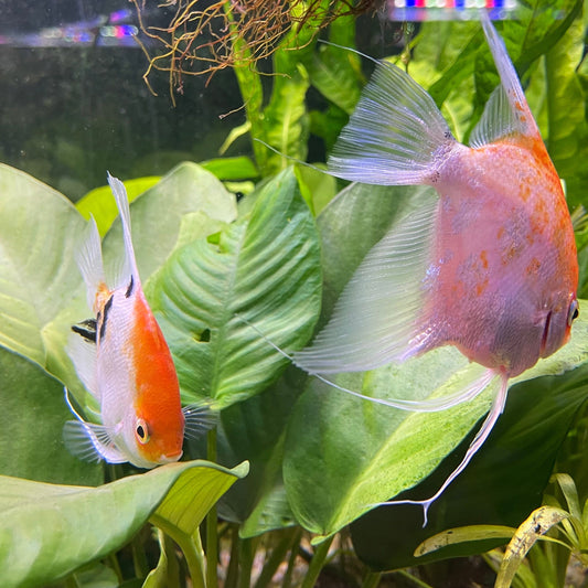 the-fish-farm Angel Fish Angelfish Breeding Pair - These Only - Two Fish - Pair 3 Buy a Breeding Pair of Angel Fish from The Fish Farm 