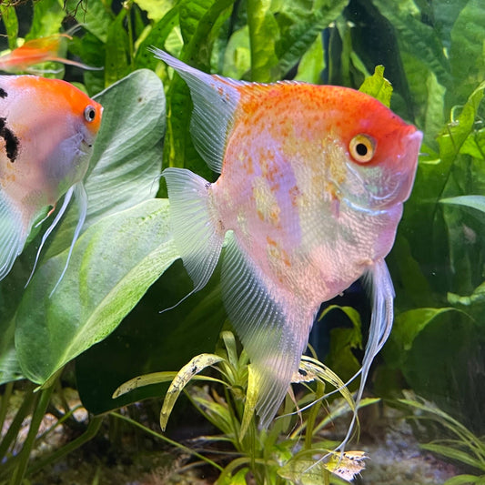 the-fish-farm Angel Fish Angelfish Breeding Pair - These Only - Two Fish - Pair 3 Buy a Breeding Pair of Angel Fish from The Fish Farm 