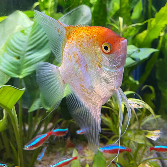 the-fish-farm Angel Fish Angelfish Breeding Pair - These Only - Two Fish - Pair 3 Buy a Breeding Pair of Angel Fish from The Fish Farm 