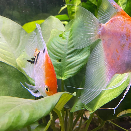 the-fish-farm Angel Fish Angelfish Breeding Pair - These Only - Two Fish - Pair 3 Buy a Breeding Pair of Angel Fish from The Fish Farm 