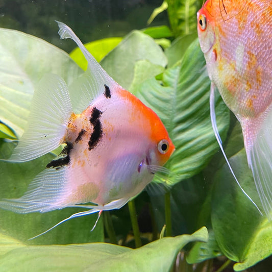 the-fish-farm Angel Fish Angelfish Breeding Pair - These Only - Two Fish - Pair 3 Buy a Breeding Pair of Angel Fish from The Fish Farm 