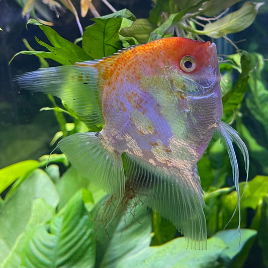 the-fish-farm Angel Fish Angelfish Breeding Pair - These Only - Two Fish - Pair 3 Buy a Breeding Pair of Angel Fish from The Fish Farm 