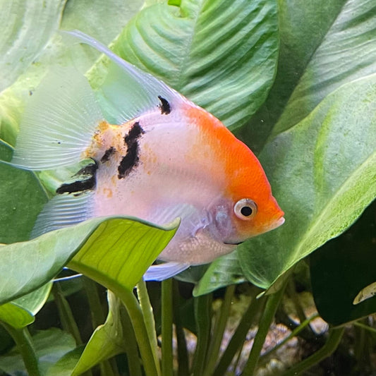 the-fish-farm Angel Fish Angelfish Breeding Pair - These Only - Two Fish - Pair 3 Buy a Breeding Pair of Angel Fish from The Fish Farm 