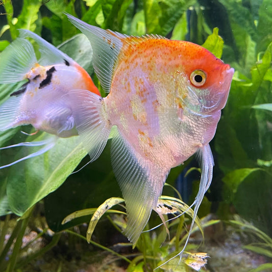 the-fish-farm Angel Fish Angelfish Breeding Pair - These Only - Two Fish - Pair 3 Buy a Breeding Pair of Angel Fish from The Fish Farm 