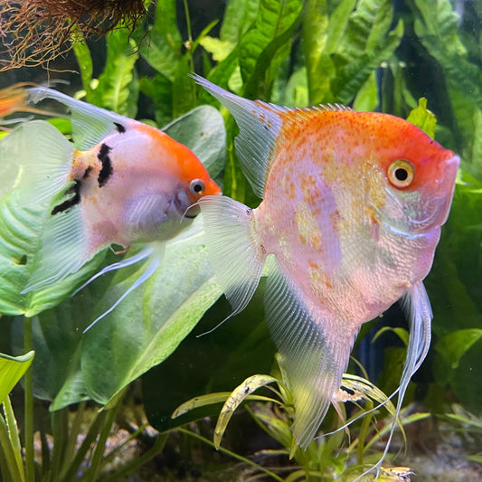 the-fish-farm Angel Fish Angelfish Breeding Pair - These Only - Two Fish - Pair 3 Buy a Breeding Pair of Angel Fish from The Fish Farm 