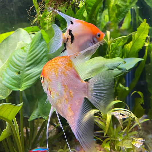 the-fish-farm Angel Fish Angelfish Breeding Pair - These Only - Two Fish - Pair 3 Buy a Breeding Pair of Angel Fish from The Fish Farm 