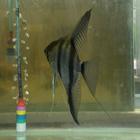 the-fish-farm Angel Fish Angelfish Breeding Pair - These Only - Two Fish - Pair 5 Buy a Breeding Pair of Angel Fish from The Fish Farm 