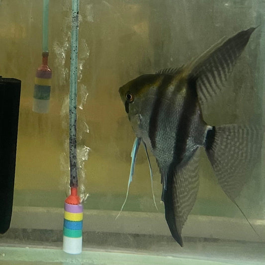 the-fish-farm Angel Fish Angelfish Breeding Pair - These Only - Two Fish - Pair 5 Buy a Breeding Pair of Angel Fish from The Fish Farm 