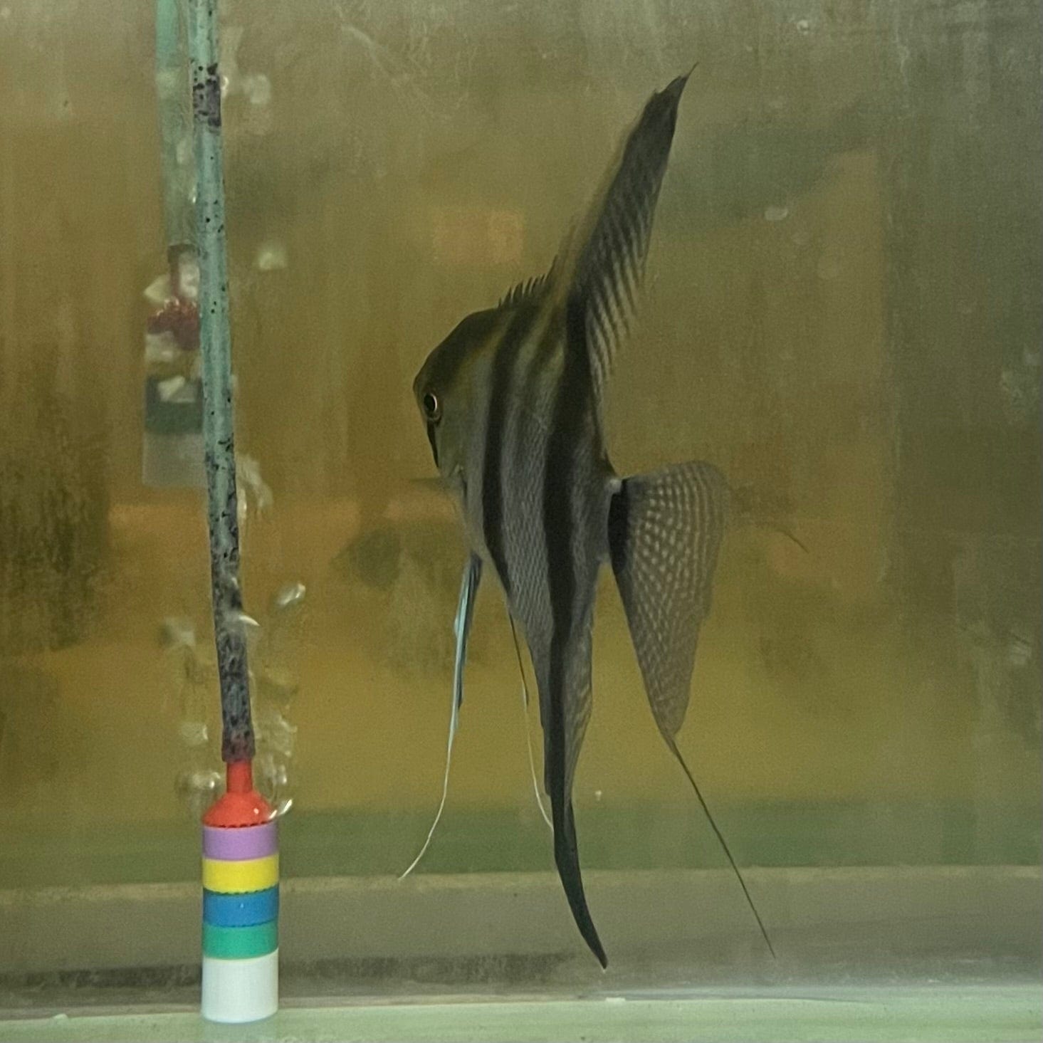 the-fish-farm Angel Fish Angelfish Breeding Pair - These Only - Two Fish - Pair 5 Buy a Breeding Pair of Angel Fish from The Fish Farm 