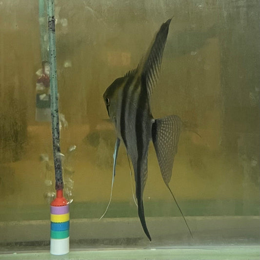 the-fish-farm Angel Fish Angelfish Breeding Pair - These Only - Two Fish - Pair 5 Buy a Breeding Pair of Angel Fish from The Fish Farm 