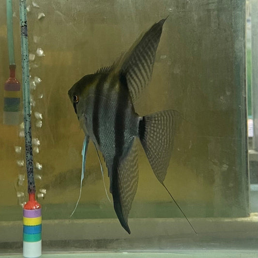 the-fish-farm Angel Fish Angelfish Breeding Pair - These Only - Two Fish - Pair 5 Buy a Breeding Pair of Angel Fish from The Fish Farm 