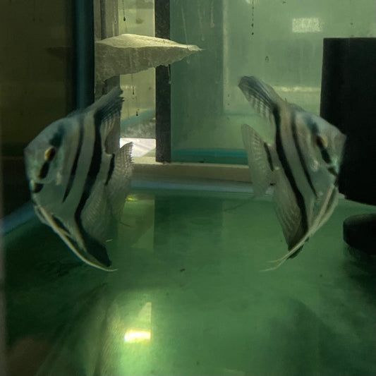the-fish-farm Angel Fish Angelfish Breeding Pair - These Only - Two Fish - Pair 6 Buy a Breeding Pair of Angel Fish from The Fish Farm 