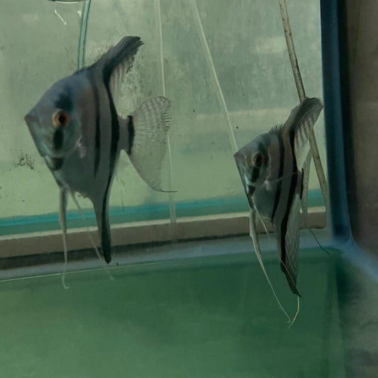 the-fish-farm Angel Fish Angelfish Breeding Pair - These Only - Two Fish - Pair 6 Buy a Breeding Pair of Angel Fish from The Fish Farm 