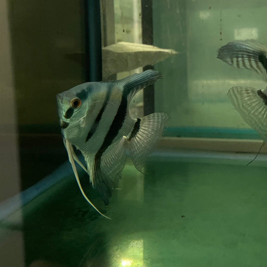 the-fish-farm Angel Fish Angelfish Breeding Pair - These Only - Two Fish - Pair 6 Buy a Breeding Pair of Angel Fish from The Fish Farm 