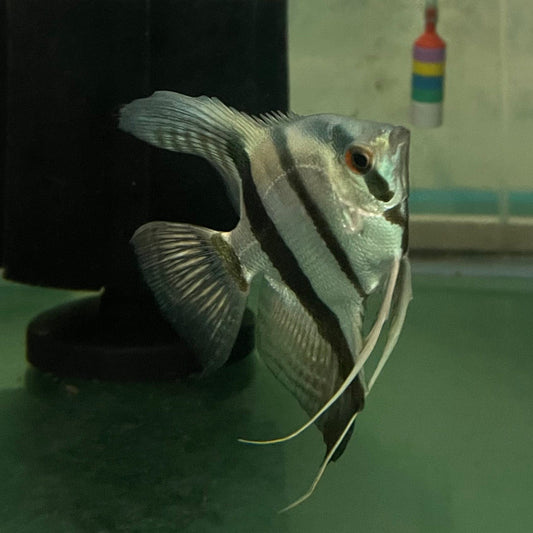 the-fish-farm Angel Fish Angelfish Breeding Pair - These Only - Two Fish - Pair 6 Buy a Breeding Pair of Angel Fish from The Fish Farm 