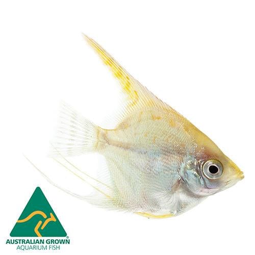 the-fish-farm Angel Fish Angelfish Golden Golden Angels - The Fish Farm