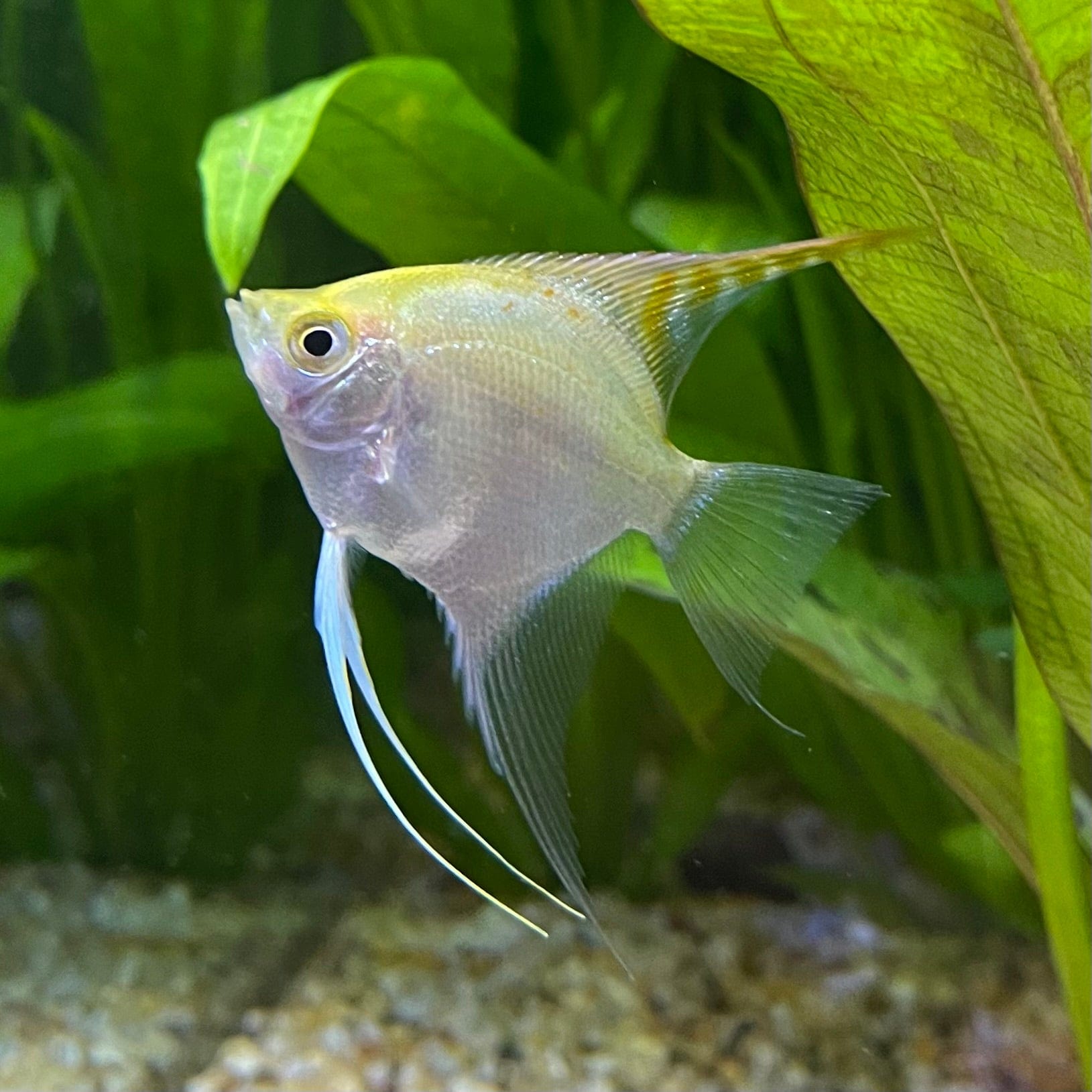 the-fish-farm Angel Fish Angelfish Golden Golden Angels - The Fish Farm