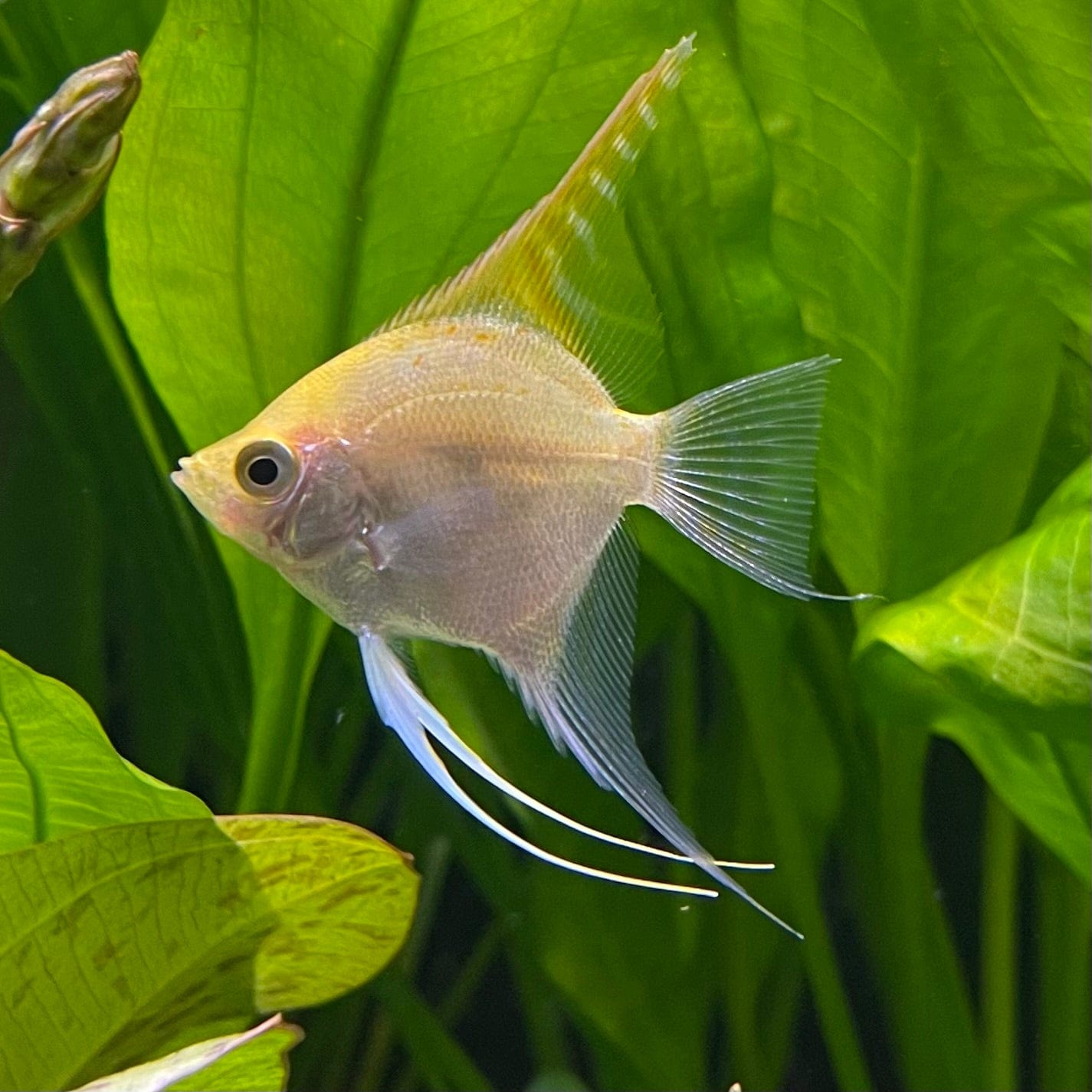 the-fish-farm Angel Fish Angelfish Golden Golden Angels - The Fish Farm