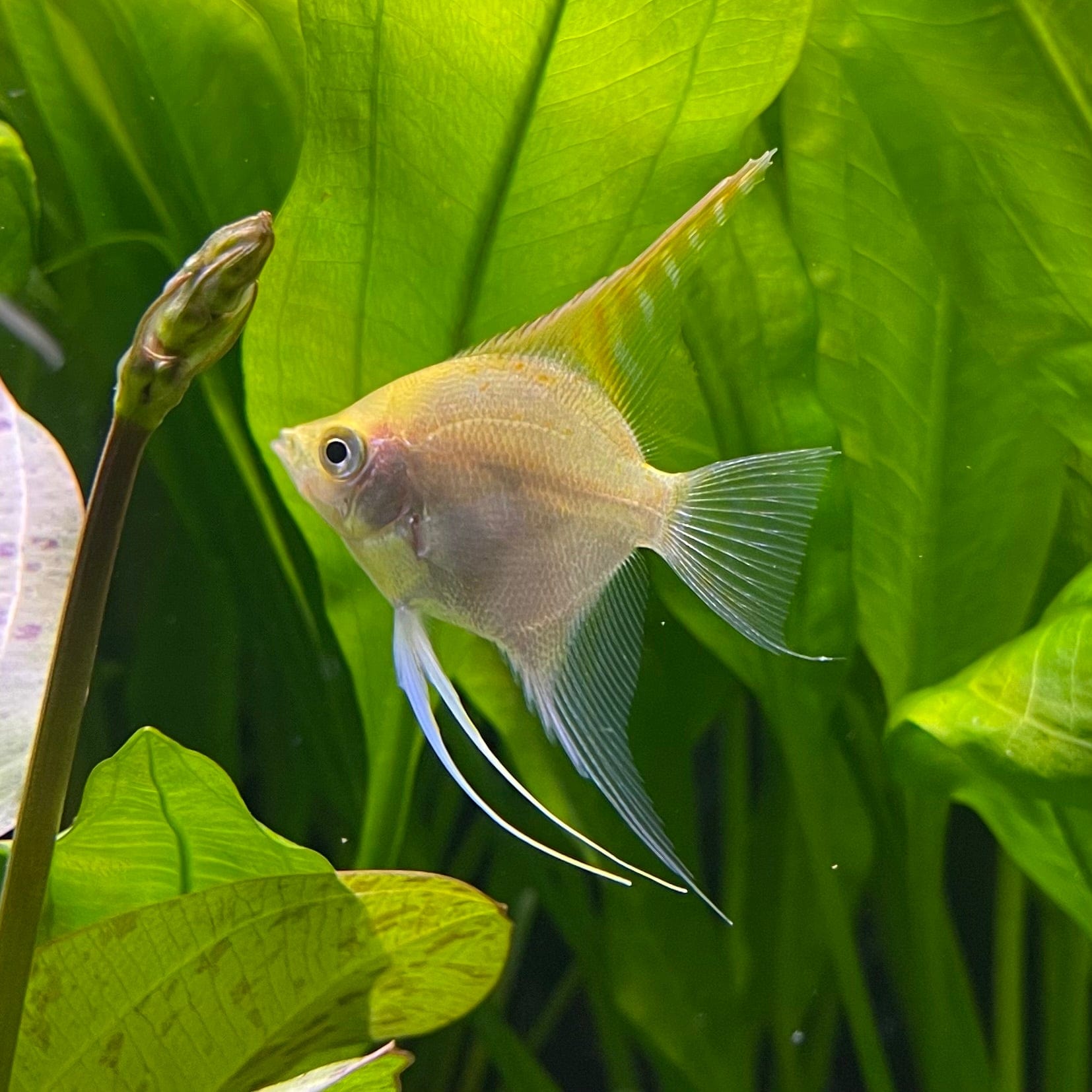 the-fish-farm Angel Fish Angelfish Golden Golden Angels - The Fish Farm