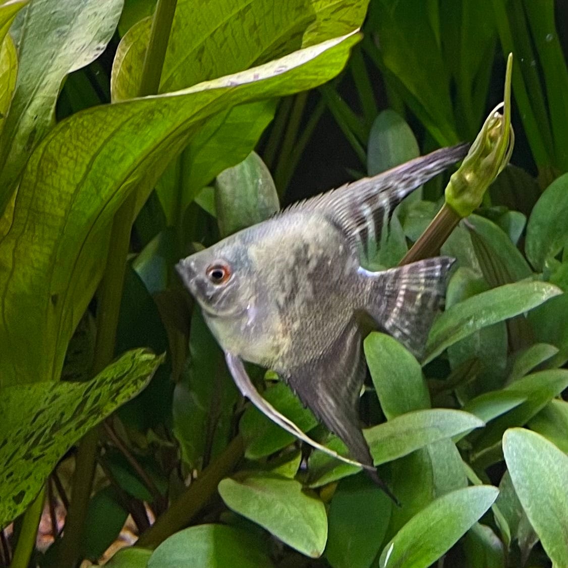 the-fish-farm Angel Fish Angelfish Paraiba Pariba Angelfish - The Fish Farm