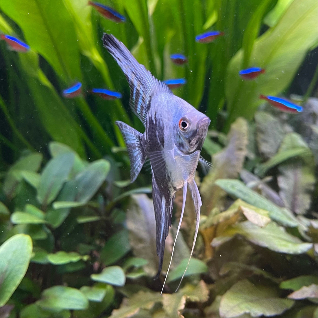 Pariba Angelfish - The Fish Farm