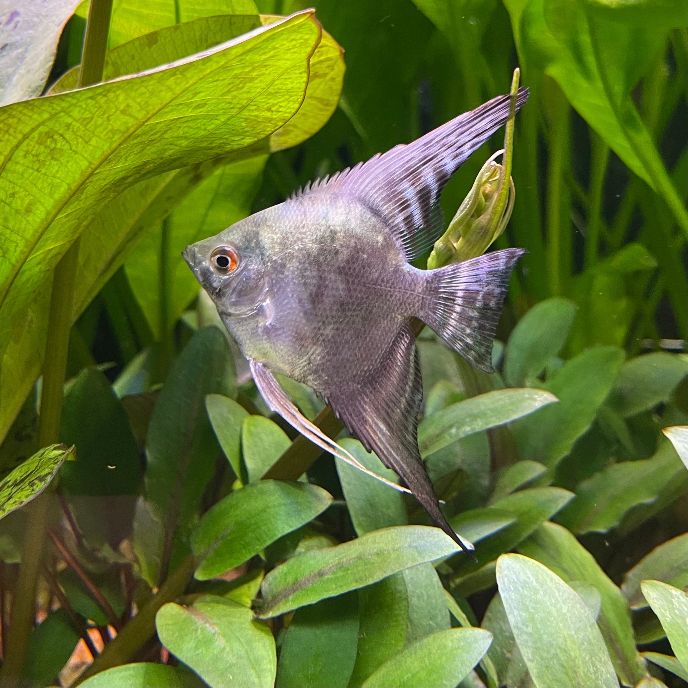 the-fish-farm Angel Fish Angelfish Paraiba Pariba Angelfish - The Fish Farm