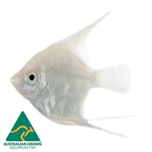 the-fish-farm Angel Fish Angelfish Platinum Platinum Angelfish - The Fish Farm