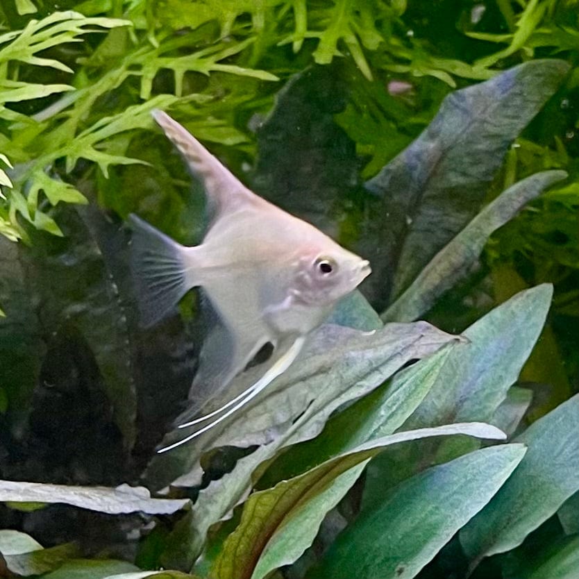 the-fish-farm Angel Fish Angelfish Platinum Platinum Angelfish - The Fish Farm