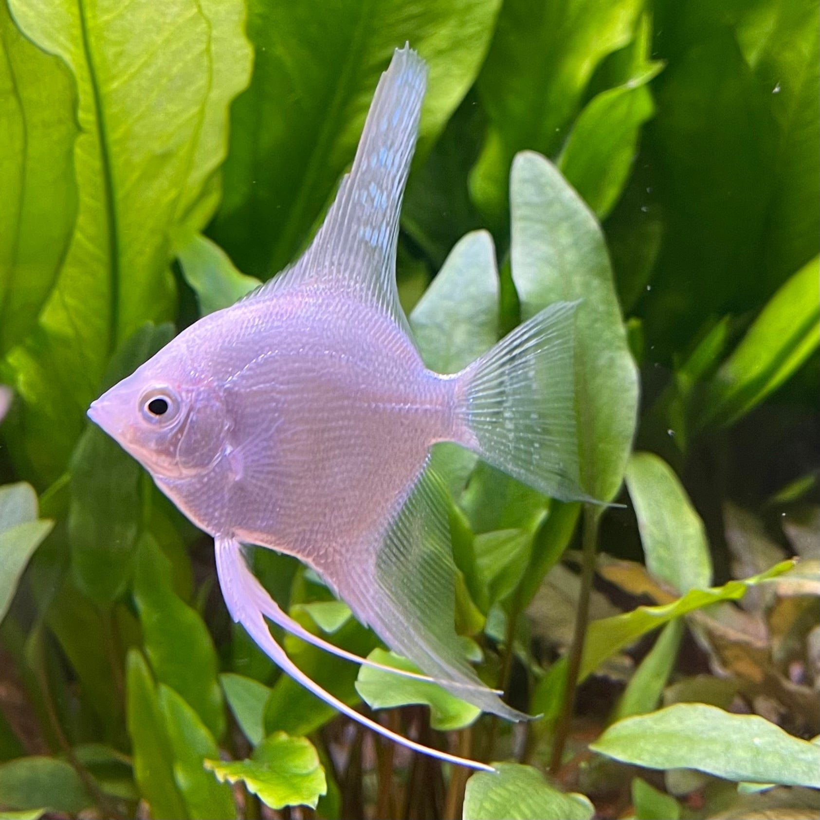 the-fish-farm Angel Fish Angelfish Platinum Platinum Angelfish - The Fish Farm