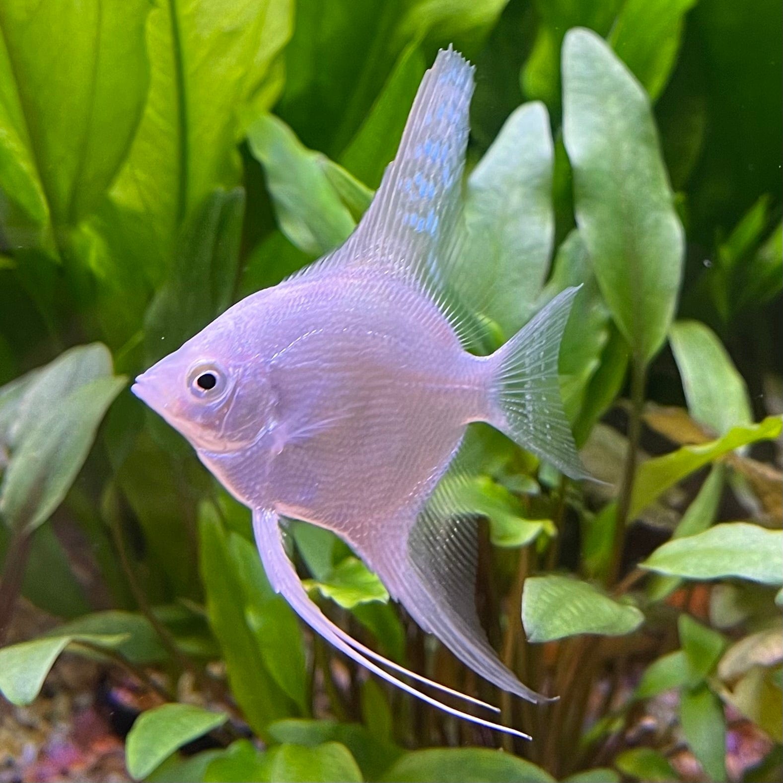 the-fish-farm Angel Fish Angelfish Platinum Platinum Angelfish - The Fish Farm