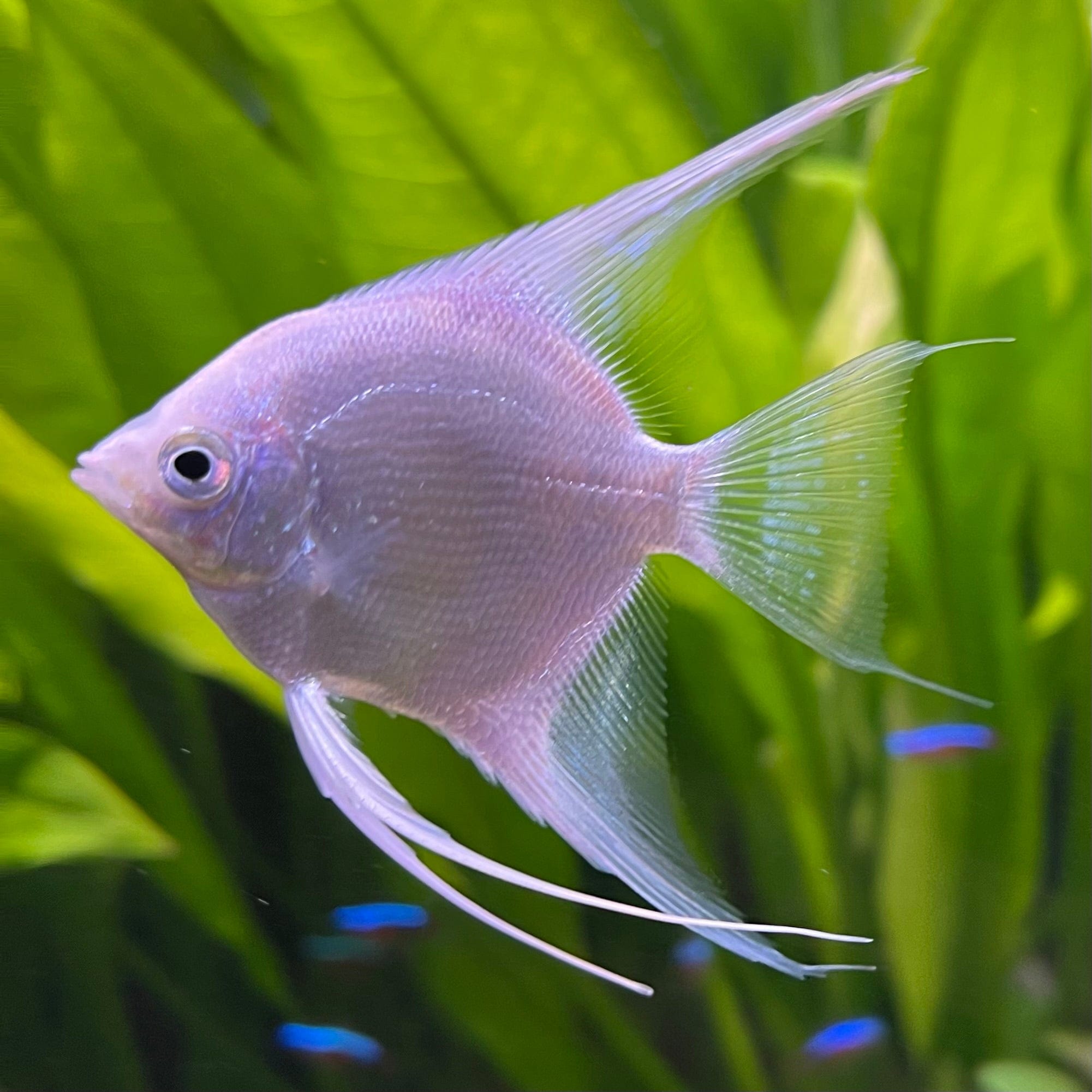 the-fish-farm Angel Fish Angelfish Platinum Platinum Angelfish - The Fish Farm