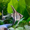 the-fish-farm Angel Fish Angelfish Zebra Zebra Angels - The Fish Farm