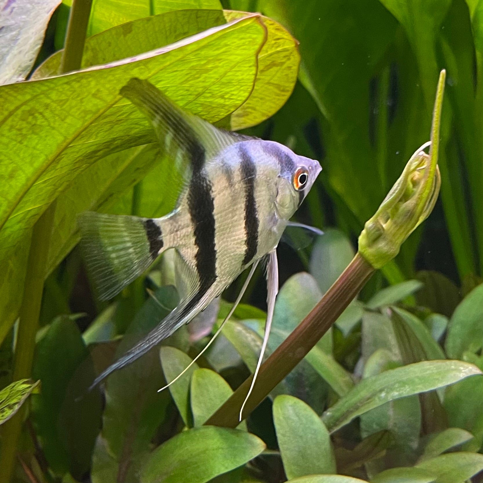 the-fish-farm Angel Fish Angelfish Zebra Zebra Angels - The Fish Farm