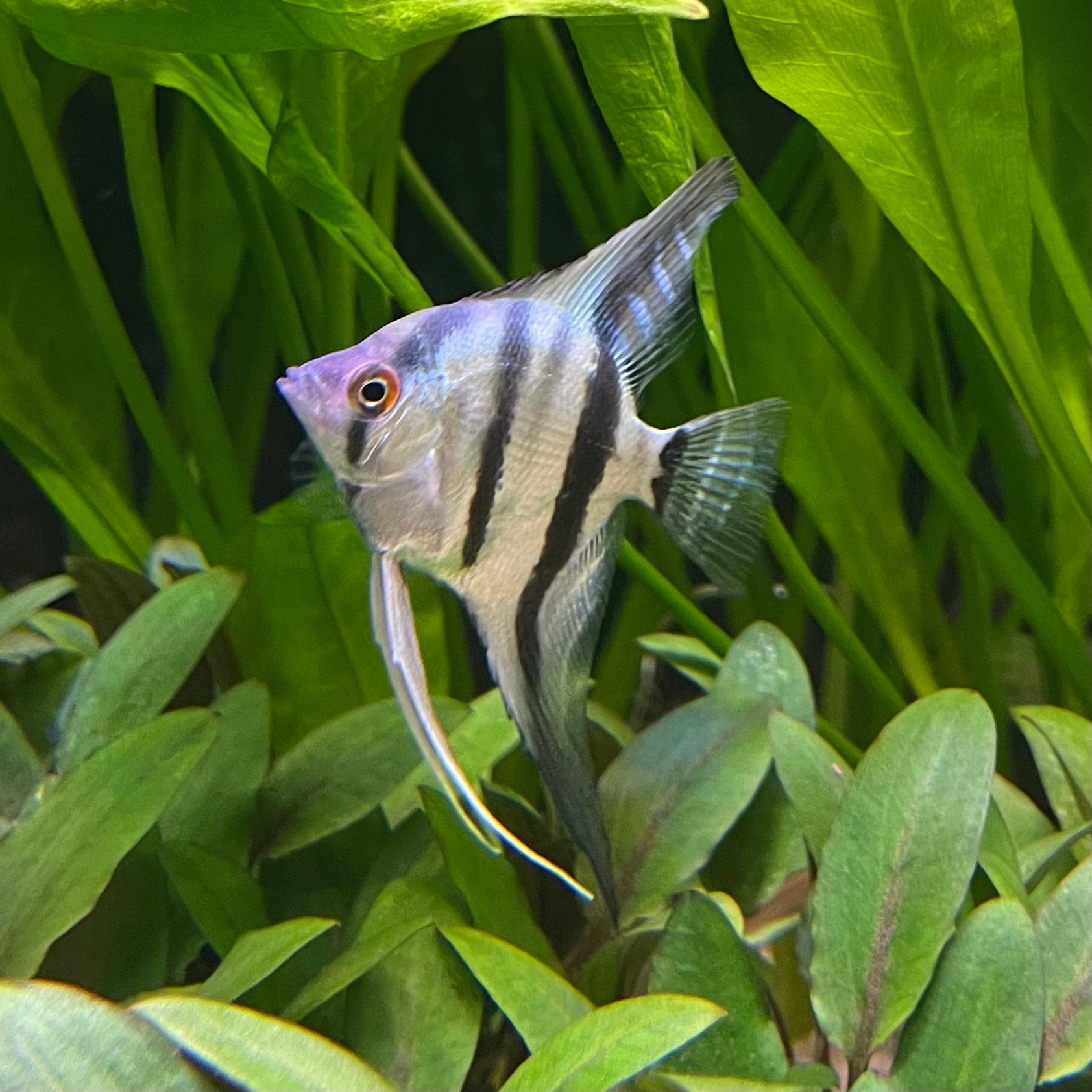 the-fish-farm Angel Fish Angelfish Zebra Zebra Angels - The Fish Farm