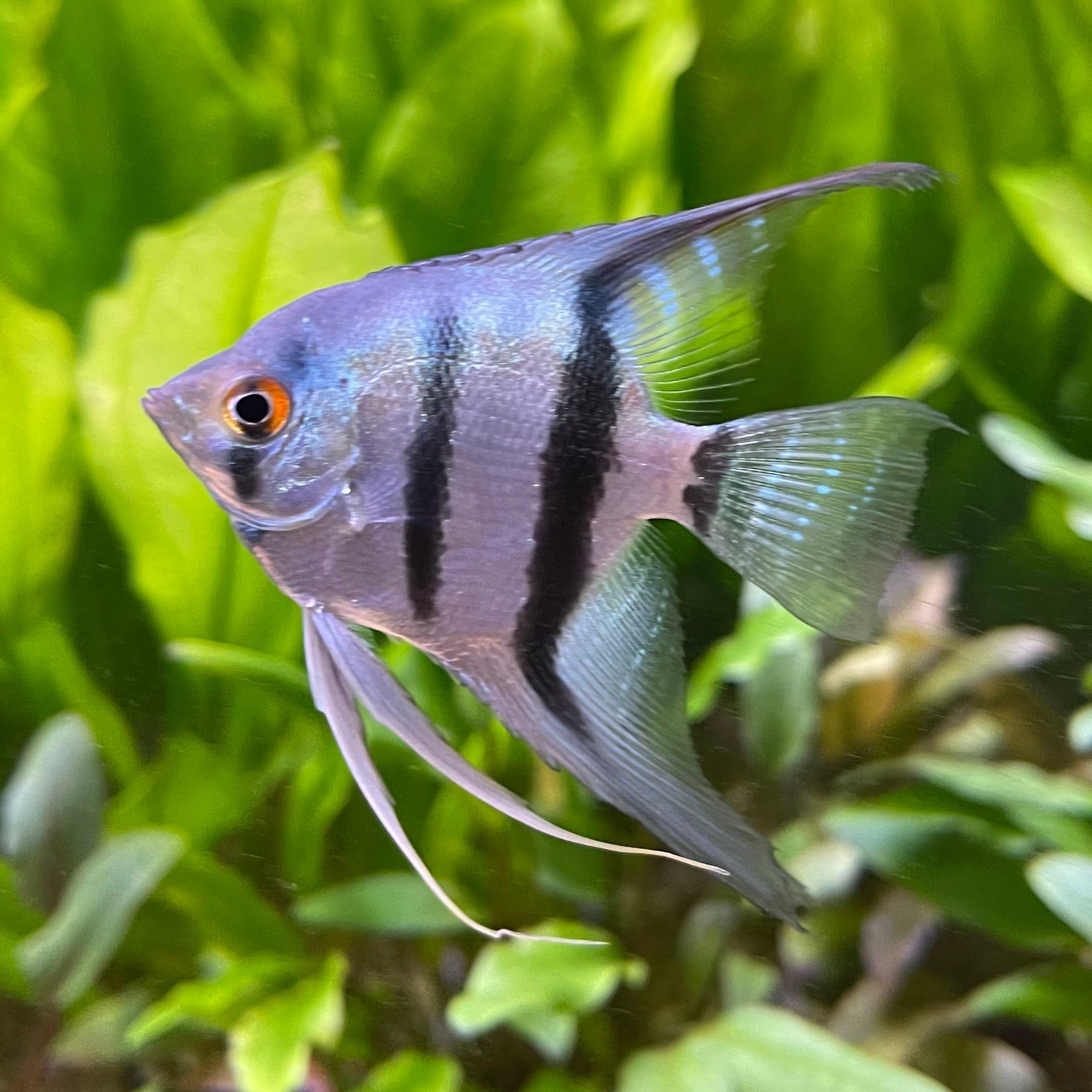 the-fish-farm Angel Fish Angelfish Zebra Zebra Angels - The Fish Farm