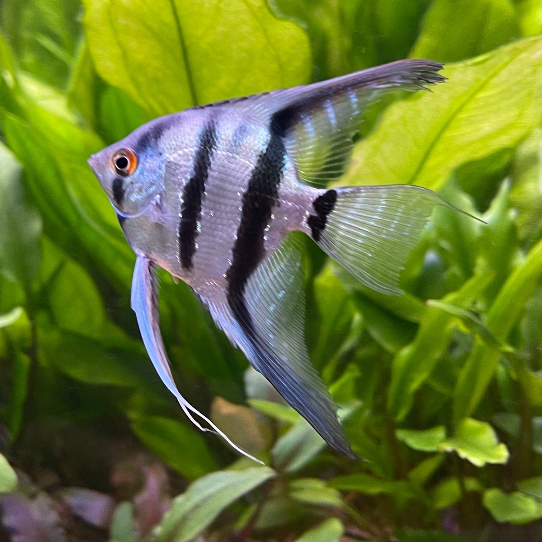 the-fish-farm Angel Fish Angelfish Zebra Zebra Angels - The Fish Farm