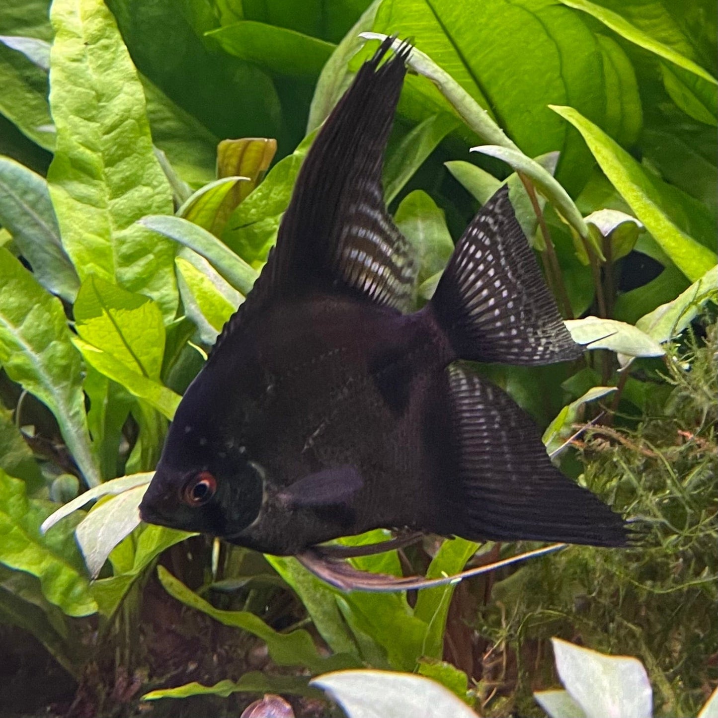 the-fish-farm Angel Fish Black Angels Black Angel - The Fish Farm