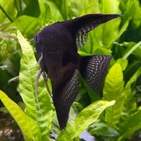the-fish-farm Angel Fish Black Angels Black Angel - The Fish Farm