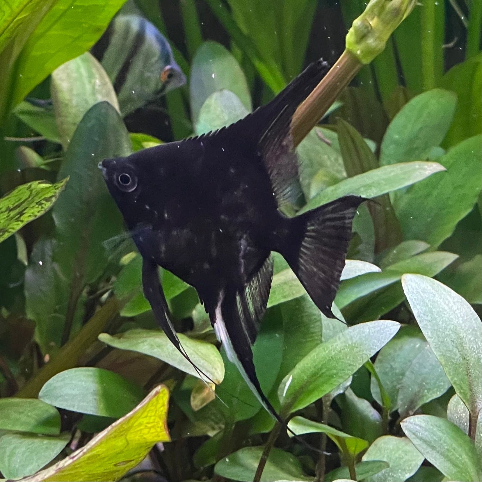 the-fish-farm Angel Fish Black Angels Black Angel - The Fish Farm