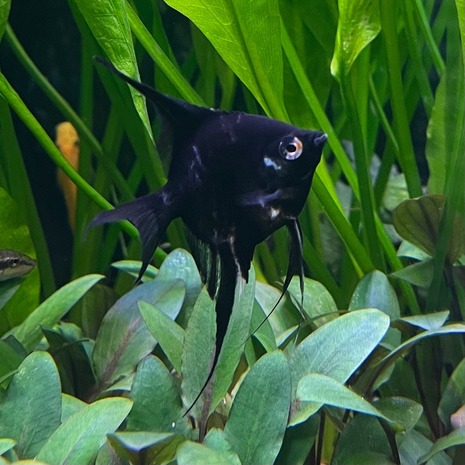 the-fish-farm Angel Fish Black Angels Black Angel - The Fish Farm