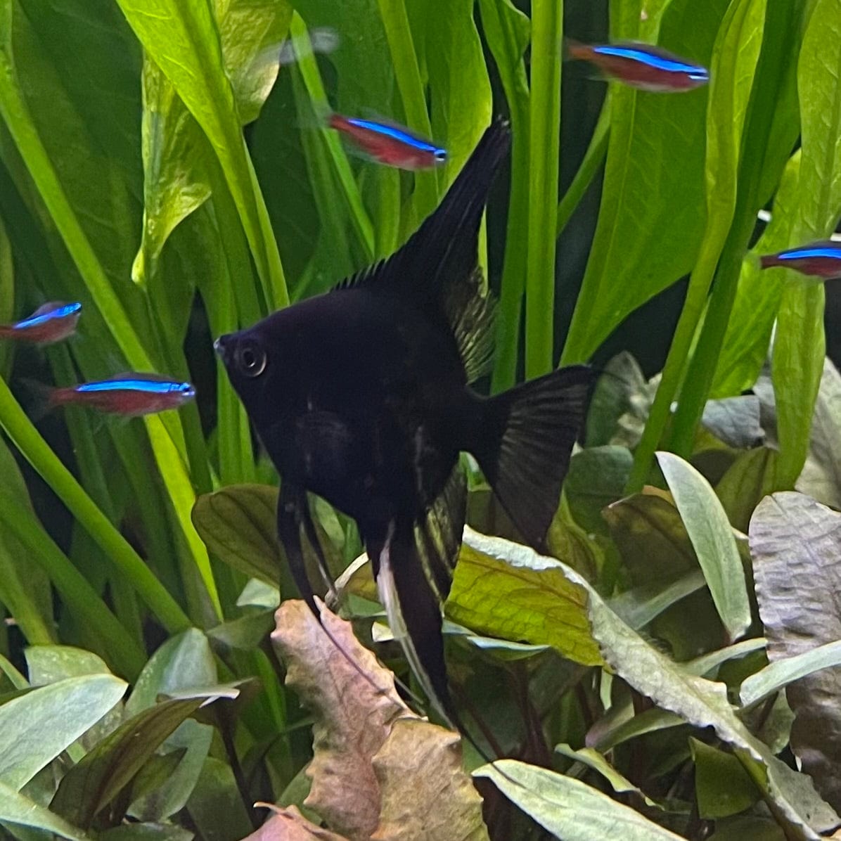 the-fish-farm Angel Fish Black Angels Black Angel - The Fish Farm