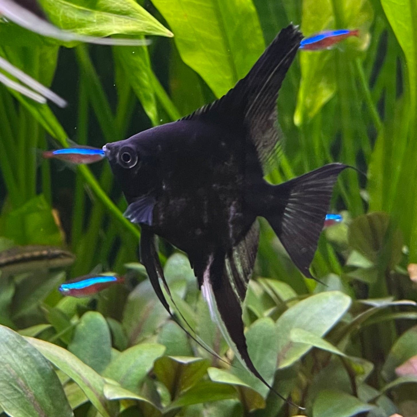 the-fish-farm Angel Fish Black Angels Black Angel - The Fish Farm