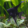 the-fish-farm Angel Fish Black Angels Black Angel - The Fish Farm