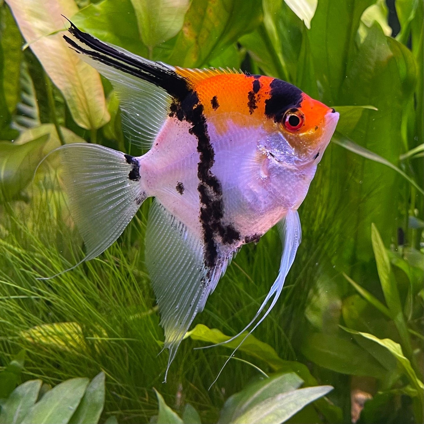 the-fish-farm Angel Fish Koi Angels Koi Angelfish - The Fish Farm